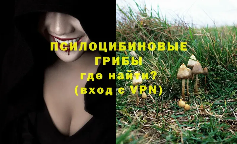 Псилоцибиновые грибы Psilocybine cubensis  Верхнеуральск 